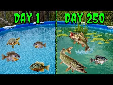 What Happens When You Turn a Pool into a Self-Sustaining Pond?