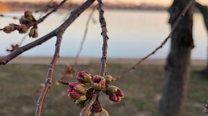 STAGE THREE: Florets extend on Tidal Basin Cherry Blossoms; here are the remaining stages