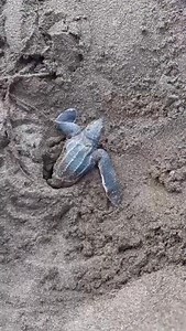 2.4K reactions · 75 shares | Lunch break with leatherbacks! A reminder that STC’s Board of Directors is matching donations for our Panama Program today, which means you can save 2x the hatchlings with your Giving Tuesday donation! Donate at the link in our bio or directly through Facebook & Instagram  | Sea Turtle Conservancy | Facebook