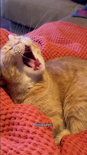 how to ear massage your cat