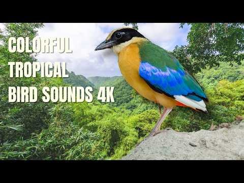 Colorful Tropical Bird Sounds | Relaxing Nature Birdsong