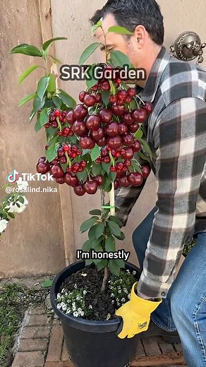 Dwarf Cherry Tree Care in Your Garden