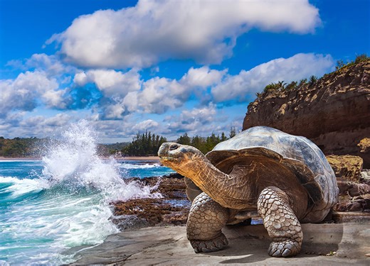 Get Close To Nature With A Trip To The Galapagos Islands