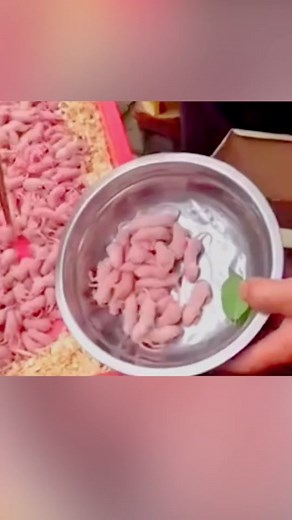 The Unconventional Culinary Delight - Three Squeaks Chinese Dish