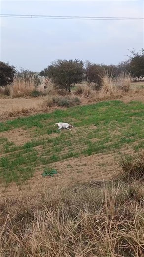 Discover the Shikaries Group and Their Pointer Dog Team