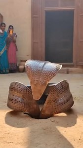 5.3K views · 19 reactions |  5 Sir wala Saanp (Sheshnag) sach mein?...