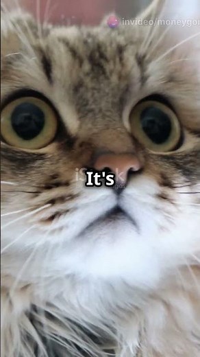 Surprised Cat Moments: Hilarious Reactions!