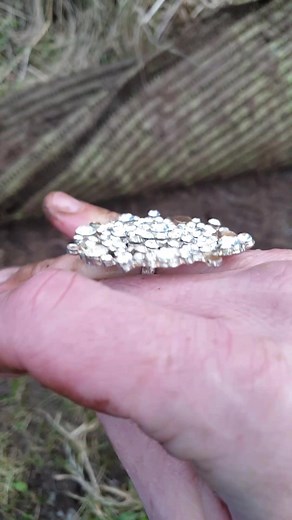 Discovering Hidden Treasures with a Metal Detector