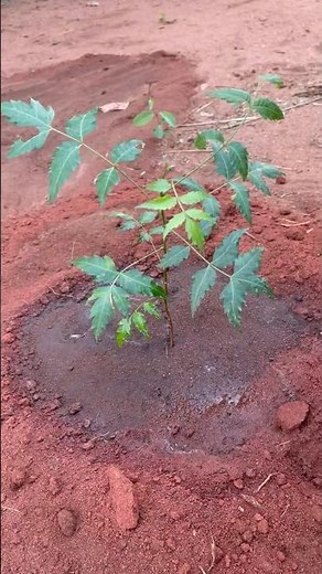 How to plant & make neem tree grow faster #neemtree #asmr