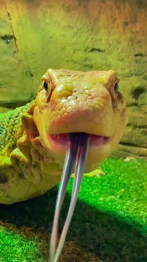 45 reactions | Krono sulphur asian water monitor” is a color morph of...