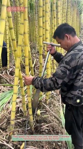 How to Harvest Sugarcane by Hand | Farming