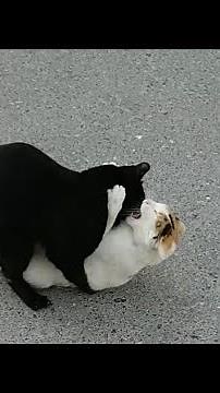 male cat force female to mate ! animals mating force ! #cat #animals #‪@ndoha‬