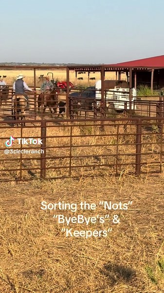 Sorting Weaned Heifers. #cattleranch #cowboys #heifers #sorting #texas