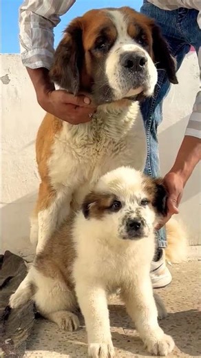 📞 8810623046 Saint Bernard heavy bone puppy available Booking open vaccinated #perfect#gurddog#dog
