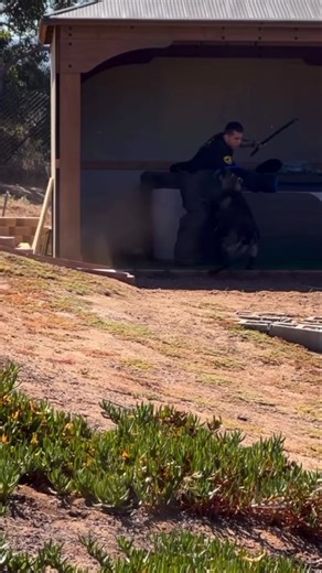 4.9K views · 124 reactions | Training day. Our dogs and their handlers spend countless hours of training to ensure they are the best of the best, always ready to help keep our communities safe! #workingdogwednesday #k9tux #pawsomecrimefighters #youcantoutrunhim #dontbothertrying | Riverside Police Department | Facebook