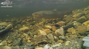 This is a female sea trout digging a redd with a male Atlantic salmon watching, the two will hybridise but often go under recorded. #seatrout #salmon #hybrids | Jack Perks Wildlife Media