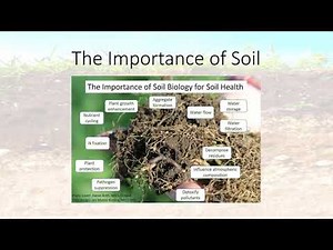 Importance of Soil