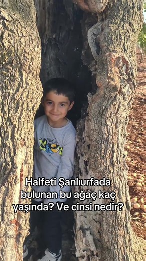 Halfeti Şanlıurfada bulunan bu ağaç kaç yaşında ve cinsi nedir?@quzulqurt #halfeti @Şahin Şahin