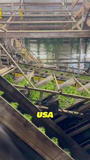 This is how silage is harvested in the United States #knowledge