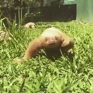 76K views · 3.4K reactions | too cute Our sloth collection  https://www.giftsclubshop.com/collections/sloth-lover-collection | I Love Sloth | Facebook