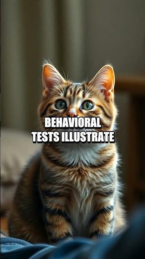 The Memory Map of Cats: How Felines Remember People and Routines