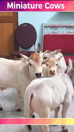 Md_Shahidul_islamic_video_post on TikTok