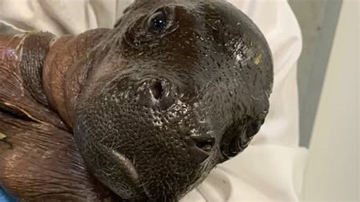 John Ball Zoo celebrates first-ever birth of pygmy hippo calf