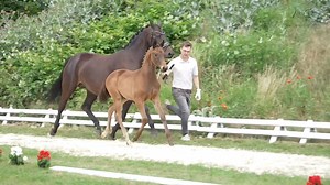 🤩Die Videos der Auktionsfohlen sind online!🤩 Die Trakehner Fohlenauktion ist seit zwei Jahrzehnten ein Höhepunkt des Bundesturniers, eine Tradition mit Stimmungs- und Qualitätsgarantie und der Beginn der Laufbahnen von vielen Trakehner Sport- und Zuchtheroen. 🤗😎🥳 Sieger- 🥇 und gekörte 🏅Hengste, hoch bonitierte Stuten 🎖️ und erfolgreiche Sportpferde 🏆 aller Disziplinen hatten hier ihren allerersten Auftritt. 🥹 Trakehner Tafelsilber der kostbaren Stutenlinien wird auch in diesem Jahr auf