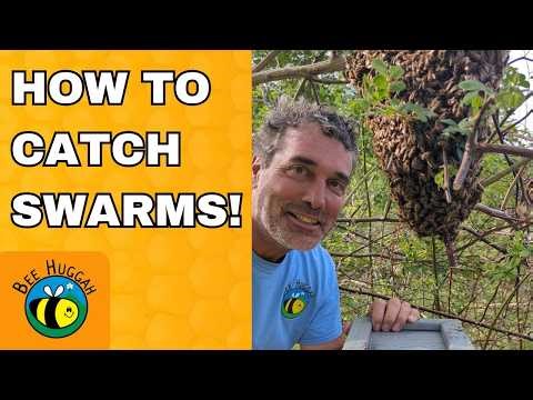How to Catch Swarms! Building a Bait Hive / Swarm Trap!