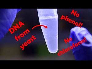 Yeast DNA extraction without phenol or chloroform