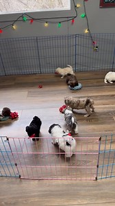 This year, Santa's workshop is buzzing with extra special helpers.❤️☃️🎅🎄💚 | Puppy Stop