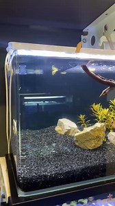 12K views · 244 reactions | Nano tank with nano living species #fish #nanotank #neocaridina | Aqua Dream | Facebook
