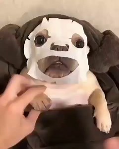 7.3K views · 176 reactions | Woke up like this  credit : henry_frenchie_new #frenchbulldogsofinstagram #frenchbulldogs #frenchbulldogpuppy #frenchbulldoglove #frenchbulldoglife #frenchbulldoglovers #frenchbulldogofinstagram #frenchbulldogpuppies #frenchbulldogsofig #frenchbulldogoftheday #frenchbulldogstyle #frenchbulldogstagram #frenchbulldoglover #frenchbulldogclub #frenchbulldogs0fig #frenchbulldogmoments | Enhanced Pet Products | Facebook