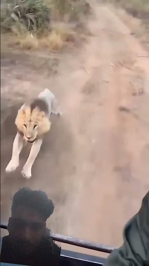 Encountering a mad lion is an incredibly dangerous situation. Here's a crucial guide for what to do