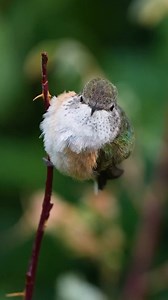 Beautiful Celtic Music play list by Tim Janis | Tim Janis