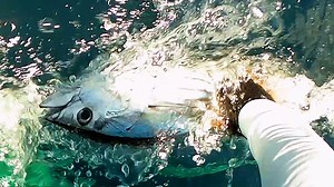 10K views · 65 shares | Skipjack tuna traditional fishing using...