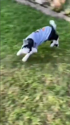 Goat Kids Jumping and Playing on a Tire 🐐🛞