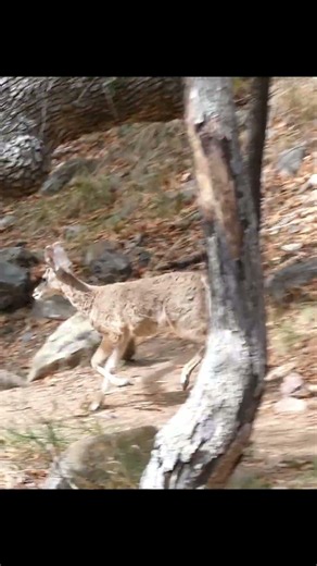 Cute Deer #deer #wildlife #nature