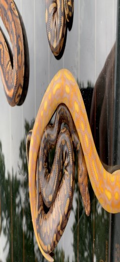 1.4K views · 45 reactions | June 2024 @ballpythons101 stranger Clown production. Stranger is by far my favorite gene to hatch in my decade long career. Shout out to @renownedreptiles for helping me get in the Stranger project! ••#strangerballpython #strangerclownballpython #ballpythons101 #ballgame | Ball Pythons 101 | Facebook