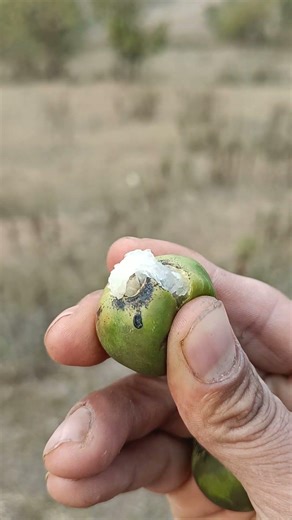 You know This is which fruit