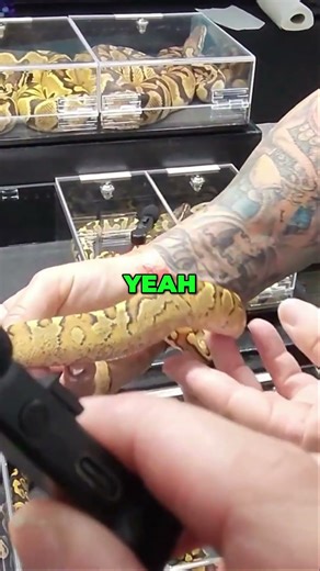 Amazing Zebra Snake The Ultimate Reptile Project!