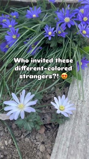 Nature’s Surprise: When Flowers Change Color! ❤️ #flowers #spring #beauty #viralshorts #subscribe