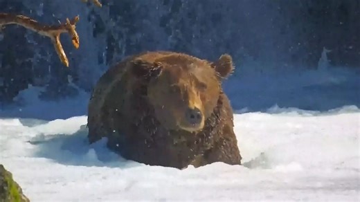 Alaska's Fat Bear Week returns with large contenders