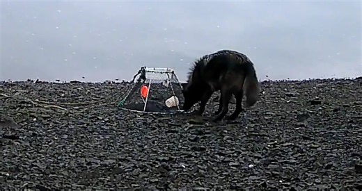 Researchers stunned as camera captures wolf doing something never documented until now
