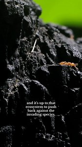 AntsCanada on Instagram: "The red ants move back to their old nest! 🐜 #AntsCanada #ACfamily #antloveforever"