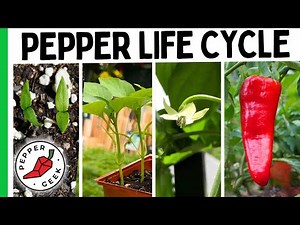 Growing Peppers Is So Much Easier When You Understand This