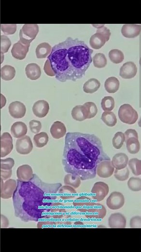 monocytes