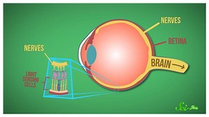 6K views · 65 reactions | This is why your brain sometimes lies to you about what you see. | SciShow | Facebook