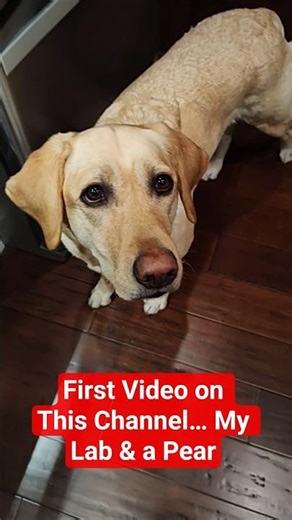My Yellow Lab… Taking Tiny Bites of a Pear. #dog #labrador