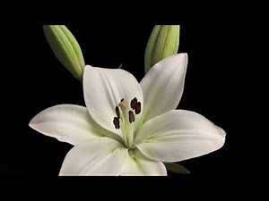 Lilium candidum | How it blooms and grows | Time lapse